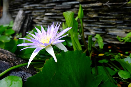 Close-up of beautiful purple lotus flower and green lotus leaf is background ,Lotus flower has been admired as a sacred symbol.