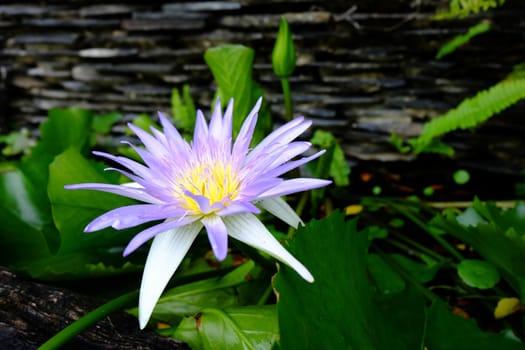 Close-up of beautiful purple lotus flower and green lotus leaf is background ,Lotus flower has been admired as a sacred symbol.