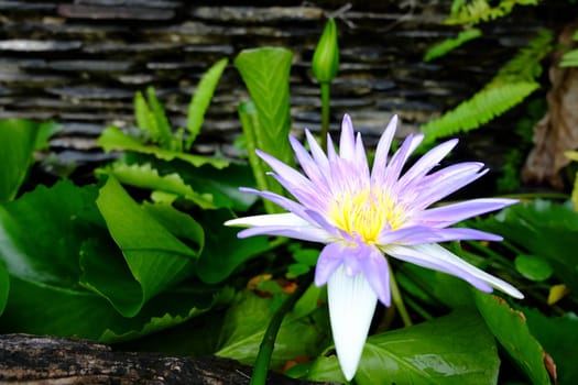 Close-up of beautiful purple lotus flower and green lotus leaf is background ,Lotus flower has been admired as a sacred symbol.