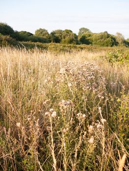 a golden reed and milk thistle country shrub land; Essex; England; UK