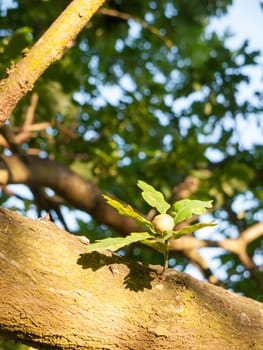 a single growing acorn on an oak tree in the summer light; Essex; England; UK