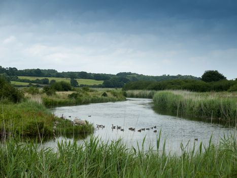 an english river scene landscape lake with ducks and a sheep grazing; Essex; UK