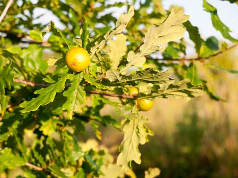 big round and green growing fruit on an acorn oak tree in summer; Essex; England; UK