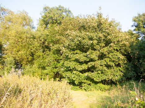 english growth and foliage in a meadow in summer; Essex; England; UK