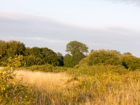 english meadow scene outside in summer light; Essex; England; UK