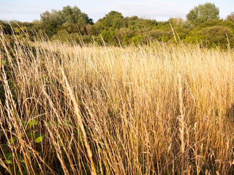 golden glorious reeds in a field in summer; Essex; England; UK