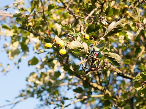 green growing rose hips in tree above; Essex; England; UK