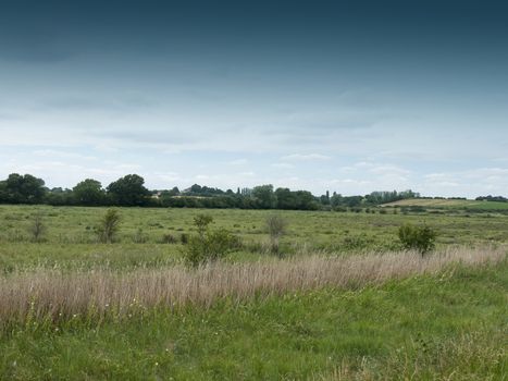 reed shrub running through countryside scene with grass and trees; Essex; UK