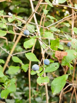 several blue sloe berries growing on a tree; Essex; England; UK