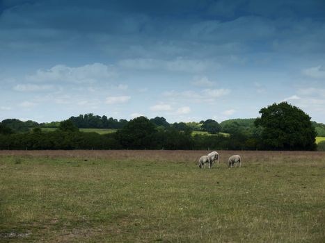 sheep grazing in an english country farm field; Essex; UK