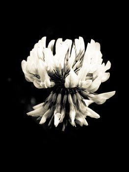 special detailed black and white clover flower head; Essex; England; UK