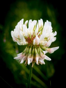 special detailed white clover flower head close up; Essex; England; UK
