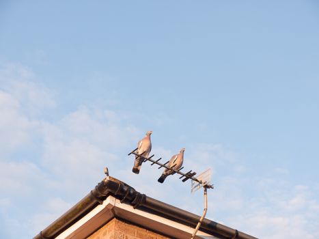 two feral pigeons resting close together on top of a house roof tv aerial; Essex; England; UK