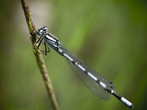 vintage blue damsel fly on grass stalk; Essex; England; UK