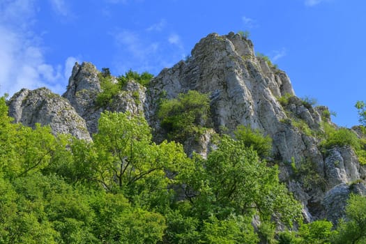 The Pavlov Hills, in Czech also Palava.  White limestone rocks,  flowers in rock. South Moravia, the Czech Republic, Europe.