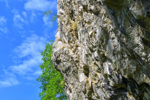 The Pavlov Hills, in Czech also Palava.  White limestone rocks,  flowers in rock. South Moravia, the Czech Republic, Europe.