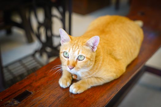 fat orange cat is sitting one the wood vintage chair and staring up to ceiling.