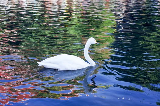 white swan was happy swimming in reflexion wave black cannel