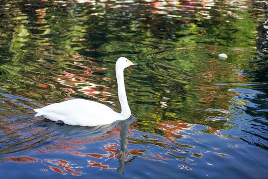 white swan was happy swimming in reflexion wave black cannel