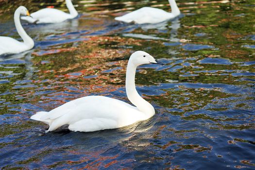 white swan was happy swimming in reflexion wave black cannel