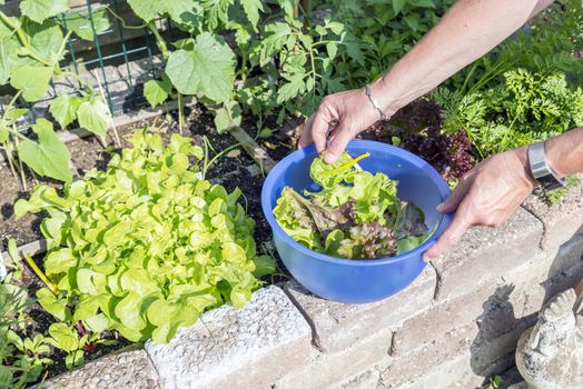 femail hand picking food from the garden as lettuce and chard for the evening salad 