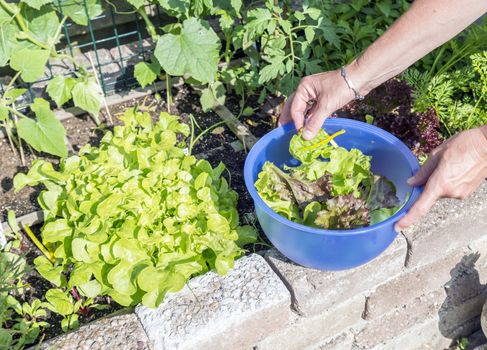 femail hand picking food from the garden as lettuce and chard for the evening salad 