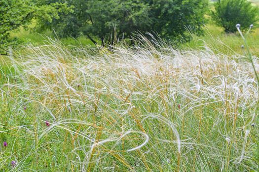 The Pavlov Hills, in Czech also Palava. Stipa pennata. South Moravia, the Czech Republic, Europe.