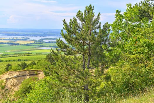 The Pavlov Hills, in Czech also Palava.  White limestone rocks,  flowers in rock, pine trees. South Moravia, the Czech Republic, Europe.