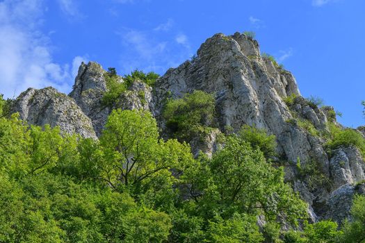 The Pavlov Hills, in Czech also Palava.  White limestone rocks,  flowers in rock. South Moravia, the Czech Republic, Europe.