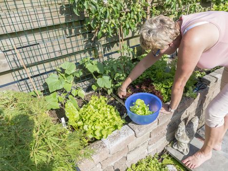 femail hand picking food from the garden as lettuce and chard for the evening salad 