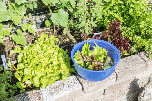 ood from the garden as lettuce and chard for the evening salad 