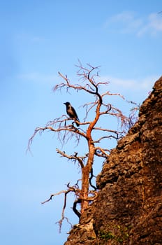 Crow in a tree