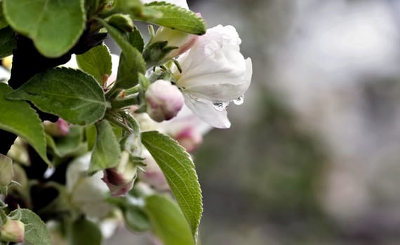 raindrops on the flowers of Apple, in the drop of flowers reflected on the tree