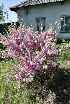 Chinese cherry blossoms in the garden, the flowers resemble sacura blossoms