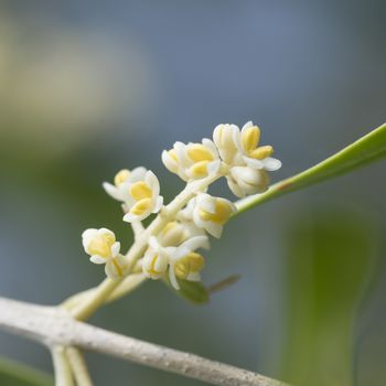 Details of olive tree flowers with blurry background.