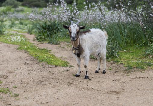 mountain goat in sardinia the italian island