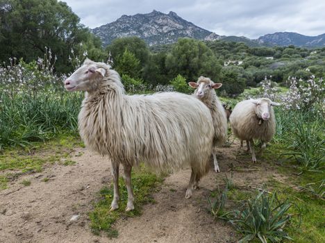 three sardinia sheep with mountians and beautifull landscape as background