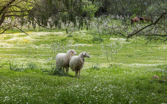 ttwo sardinia sheep with green forest as backround