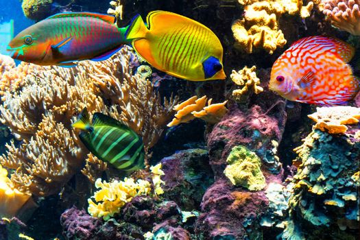 Underwater landscape in the sea with exotic fish and coral reefs.