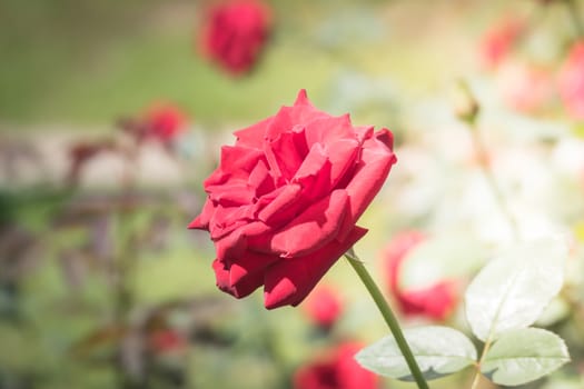 Roses in the garden, Roses are beautiful with a beautiful sunny day.