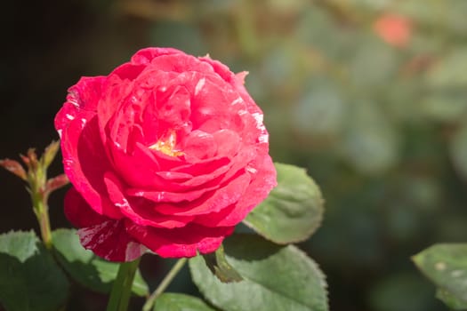 Roses in the garden, Roses are beautiful with a beautiful sunny day.