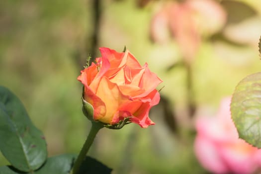 Roses in the garden, Roses are beautiful with a beautiful sunny day.