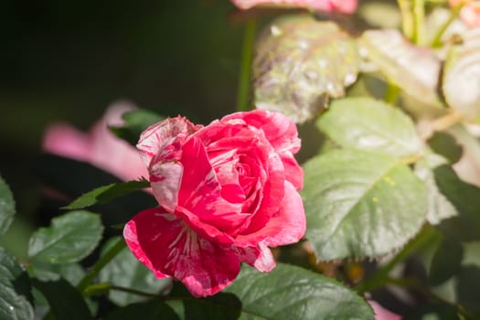 Roses in the garden, Roses are beautiful with a beautiful sunny day.