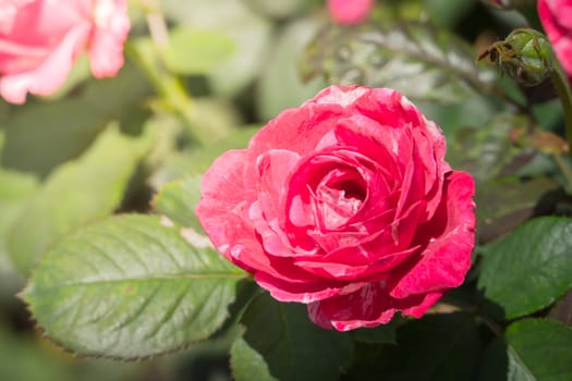 Roses in the garden, Roses are beautiful with a beautiful sunny day.