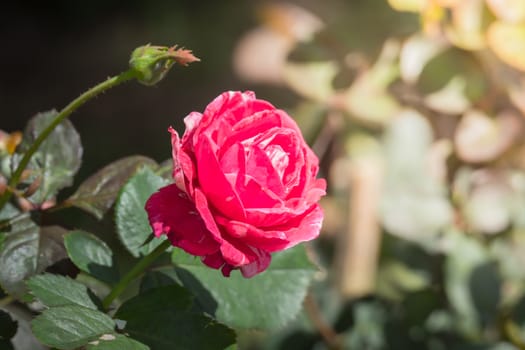 Roses in the garden, Roses are beautiful with a beautiful sunny day.