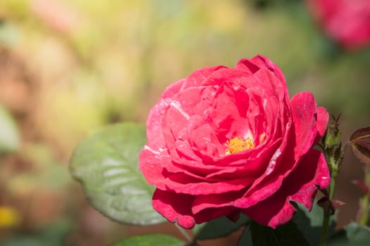 Roses in the garden, Roses are beautiful with a beautiful sunny day.