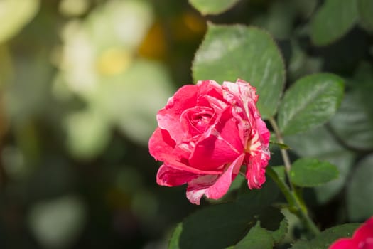 Roses in the garden, Roses are beautiful with a beautiful sunny day.