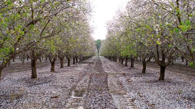 agricultural landscape, blooming garden with fruit trees