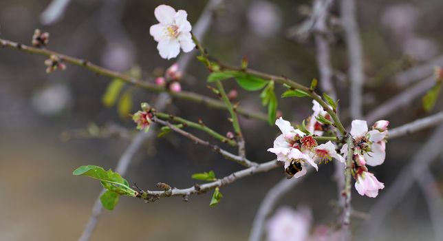 agricultural landscape, branch of a blossoming fruit tree 