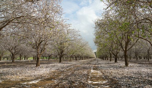 agricultural landscape, blooming garden with fruit trees